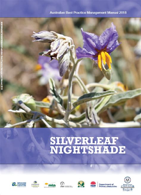Working with Silvetleaf Nightshade: An Overview of Rituals and Practices in Witchcraft